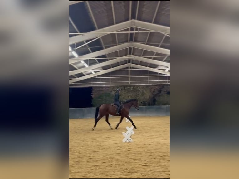 Holstein Mare 7 years Brown in Gontenschwil