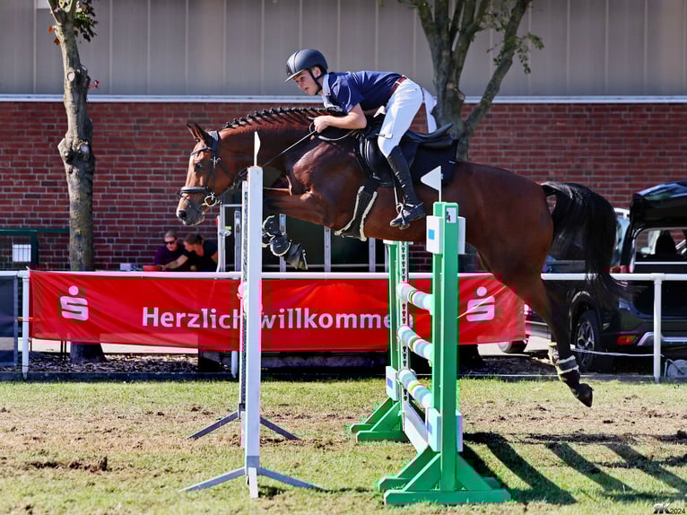 Holstein Mare 7 years Brown in Oderaue