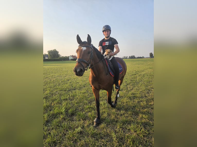 Holstein Mare 7 years Brown in Oderaue