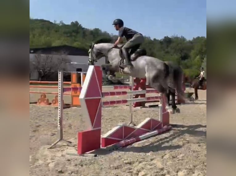 Holstein Mare 7 years Grey in Udine