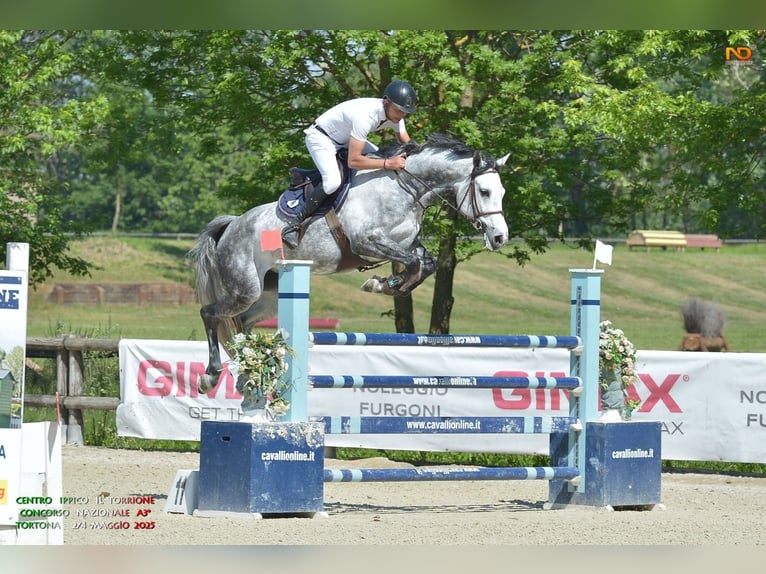 Holstein Mare 7 years in Canale