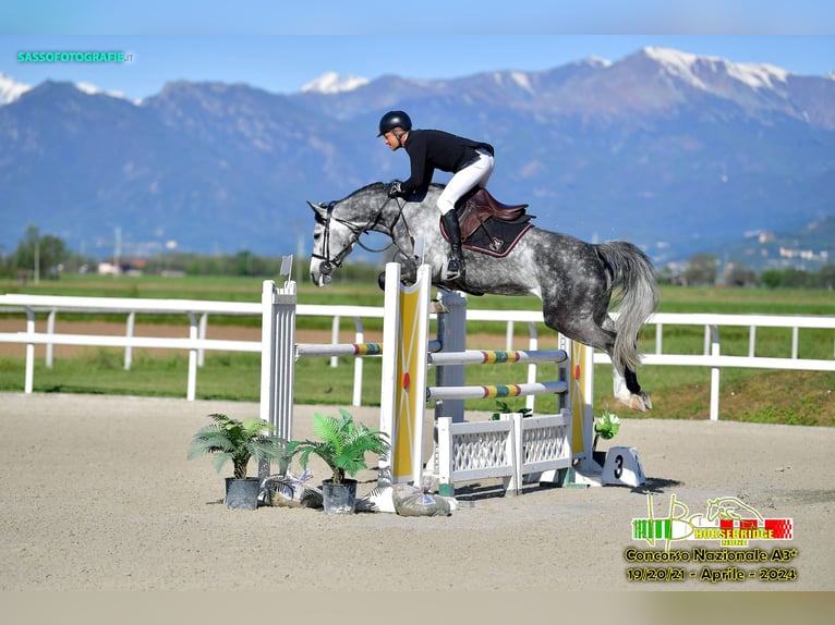 Holstein Mare 7 years in Canale