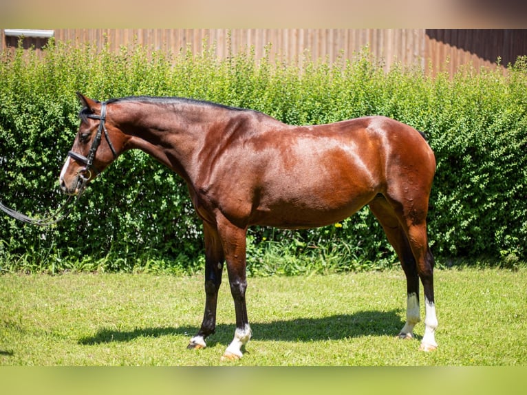 Holstein Mare 8 years 15.2 hh Brown in Spratzern