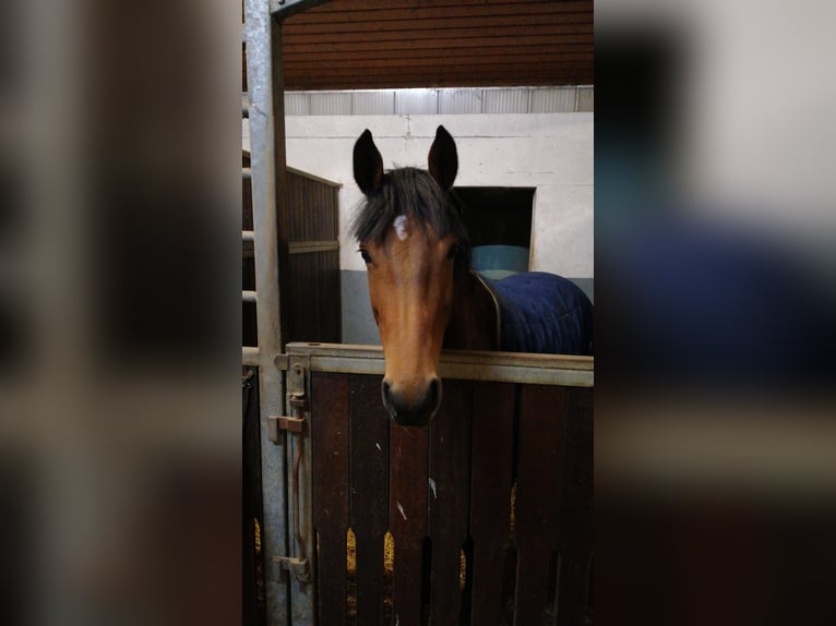 Holstein Mare 8 years 15.3 hh Brown in Schretstaken