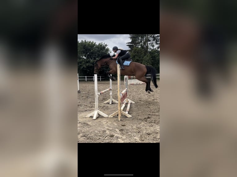 Holstein Mare 8 years 15.3 hh Brown in Schretstaken