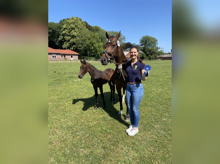 Holstein Mare 8 years 15,2 hh Bay-Dark in Peheim