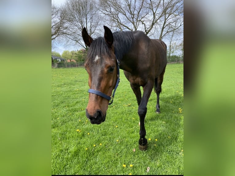 Holstein Mare 8 years 15,2 hh Bay-Dark in Peheim