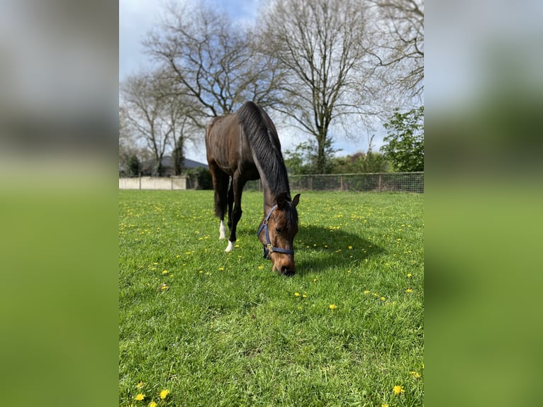 Holstein Mare 8 years 15,2 hh Bay-Dark in Peheim