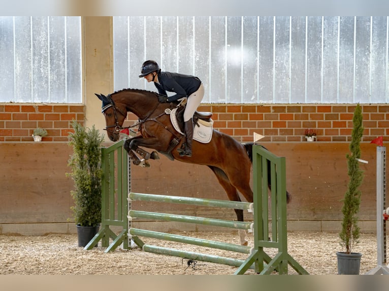 Holstein Mare 8 years 15,2 hh Bay-Dark in Peheim