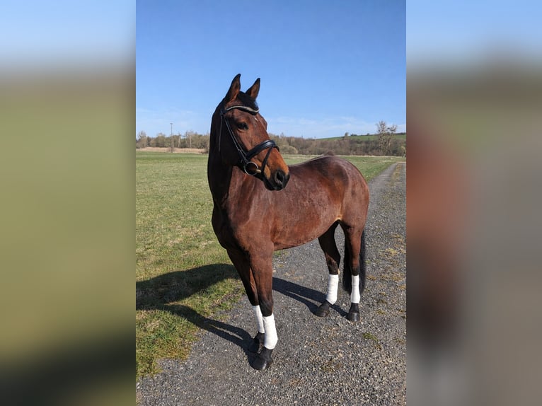 Holstein Mare 8 years 15,3 hh Brown in Duderstadt