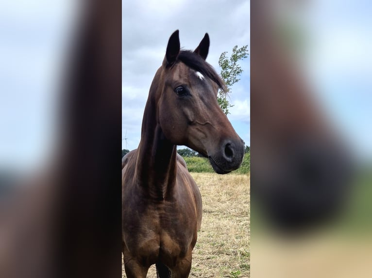 Holstein Mare 8 years 16.1 hh Bay-Dark in Reinfeld