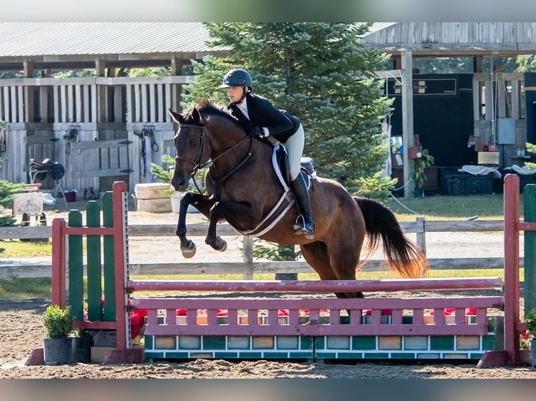 Holstein Mix Mare 8 years 16,1 hh Bay-Dark in Brookings, SD