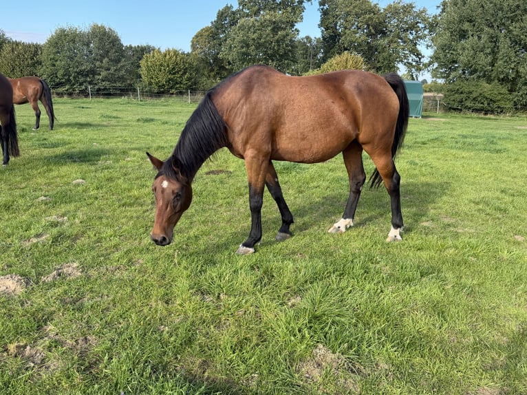 Holstein Mare 8 years 16.1 hh Brown in Krummesse
