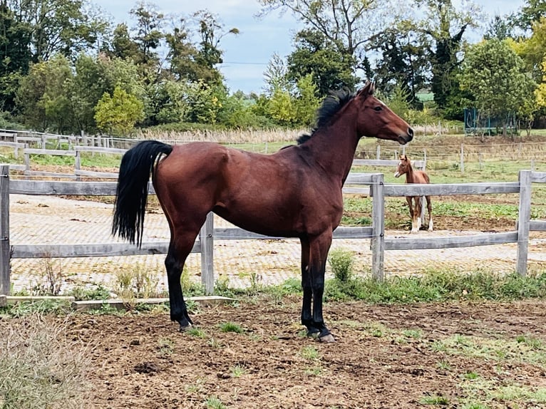 Holstein Mare 8 years 16.1 hh Brown in Saint Étienne Sur Chalaronne