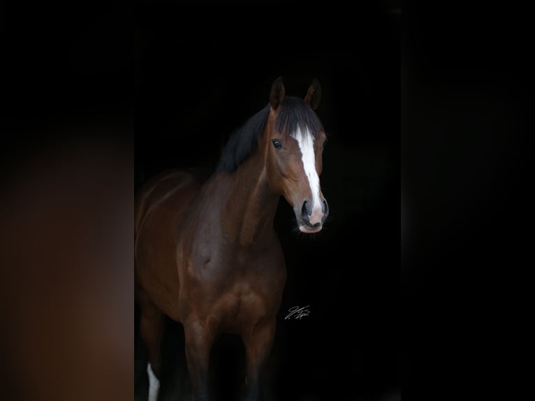 Holstein, Mare, 8 years, 16.1 hh, Brown