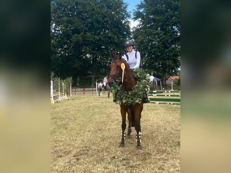 Holstein Mare 8 years 16,1 hh Brown in Stadtlohn