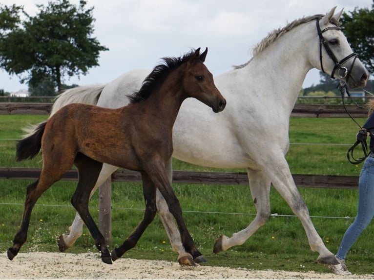 Holstein Mare 8 years 16,1 hh Gray in Granderheide