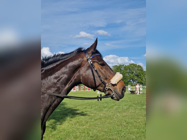 Holstein Mare 8 years 16.1 hh Smoky-Black in Kellinghusen