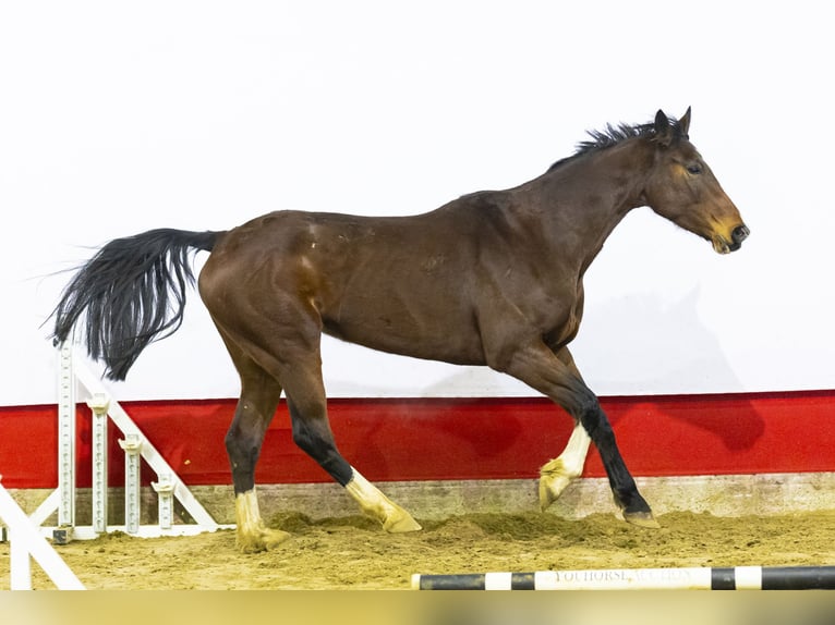 Holstein Mare 8 years 16,2 hh Brown in Waddinxveen