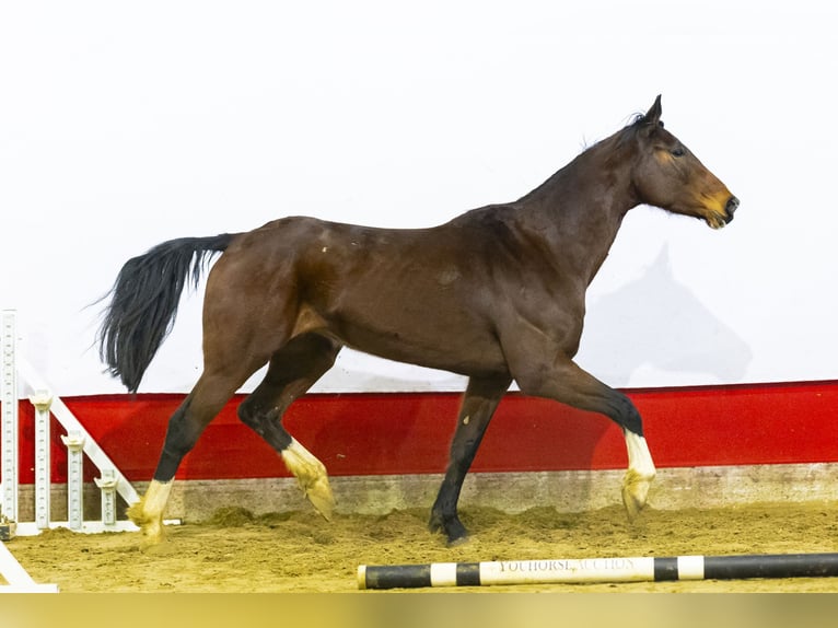 Holstein Mare 8 years 16,2 hh Brown in Waddinxveen