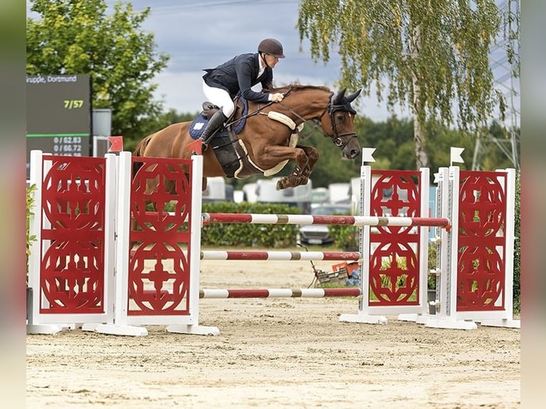 Holstein Mare 8 years 16.2 hh Chestnut-Red in Waltrop