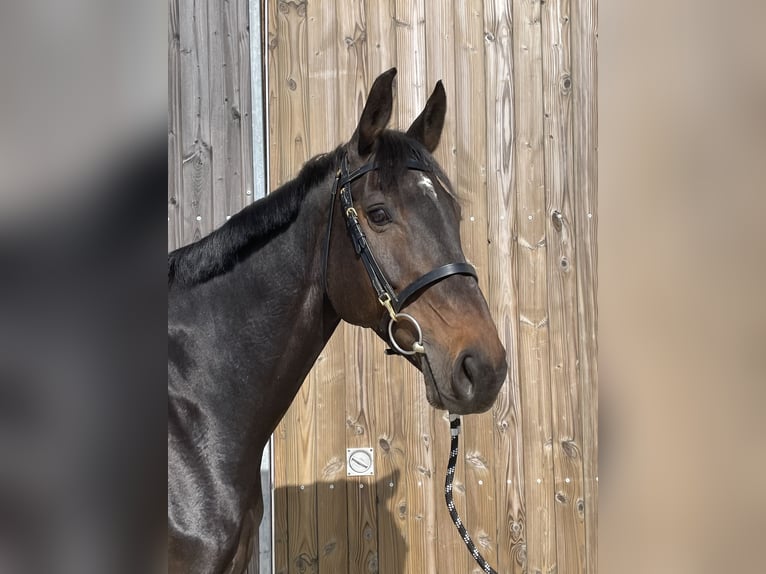 Holstein Mare 8 years 16.2 hh  in GROTE-BROGEL