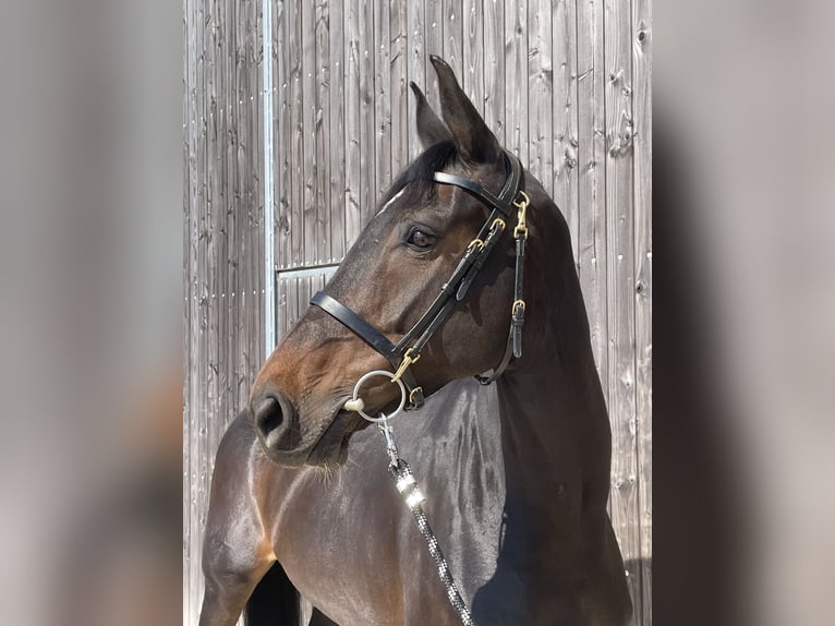 Holstein Mare 8 years 16.2 hh  in GROTE-BROGEL