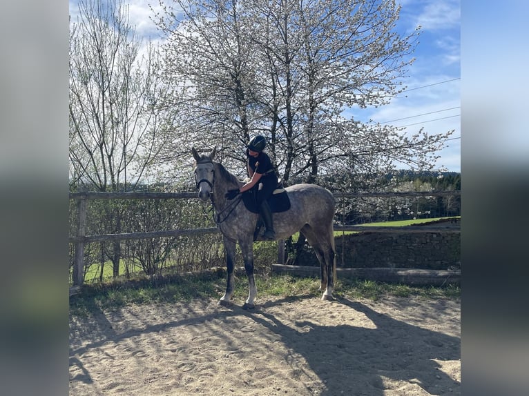 Holstein Mare 8 years 16,2 hh Grey-Dapple in Lichtenau im M&#xFC;hlkreis