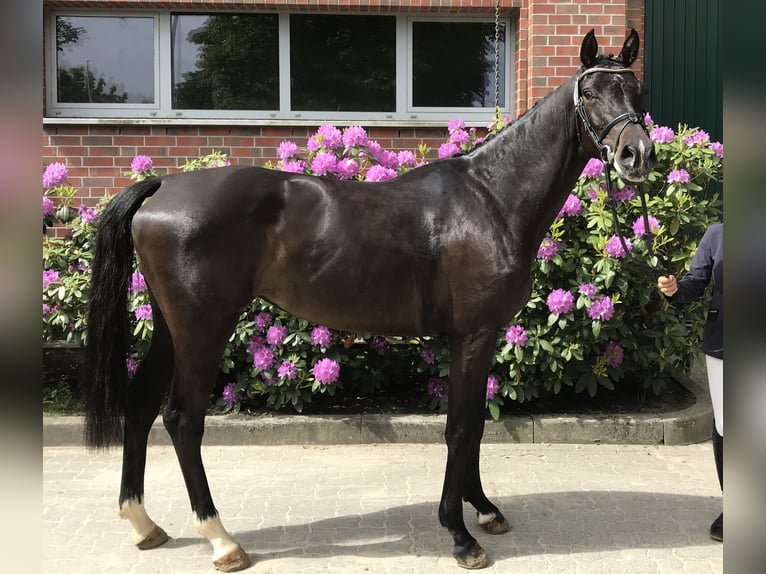 Holstein Mare 8 years 16,2 hh Smoky-Black in Averlak