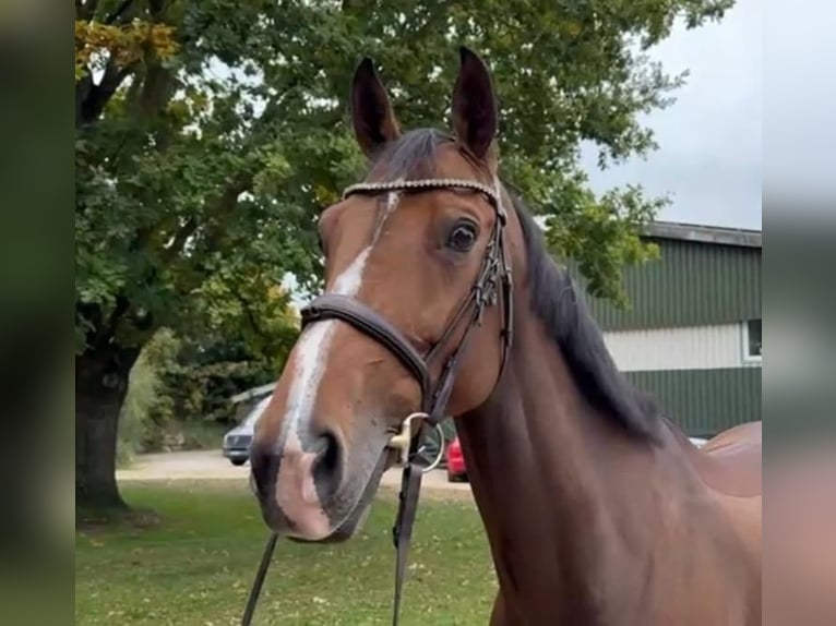 Holstein Mare 8 years 16.3 hh Brown in Schülp bei Nortorf