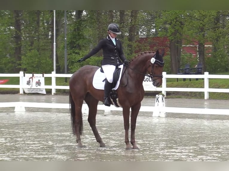 Holstein Mare 8 years 16,3 hh Chestnut-Red in Silberstedt