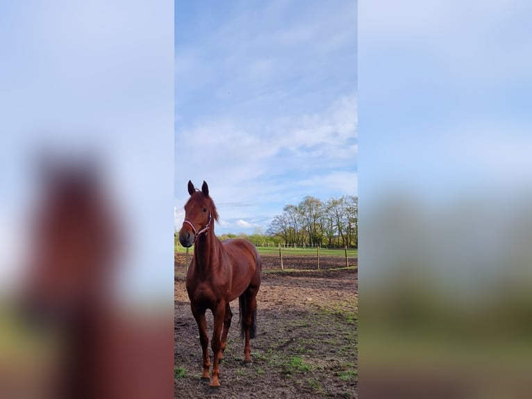 Holstein Mare 8 years 16,3 hh Chestnut-Red in Silberstedt