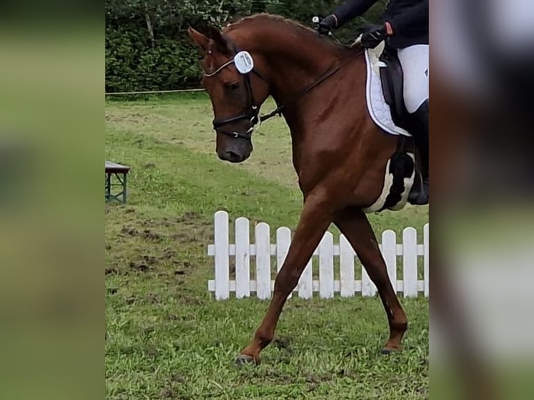 Holstein Mare 8 years 16,3 hh Chestnut-Red in Silberstedt