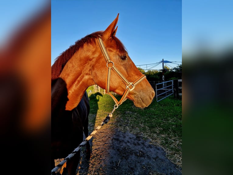 Holstein Mare 8 years 16,3 hh Chestnut-Red in Silberstedt