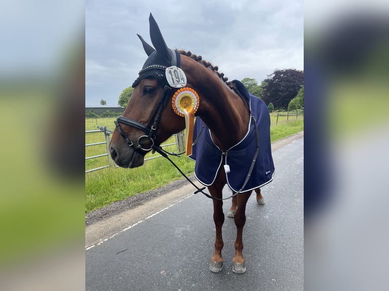 Holstein Mare 8 years 16,3 hh Chestnut-Red in Silberstedt