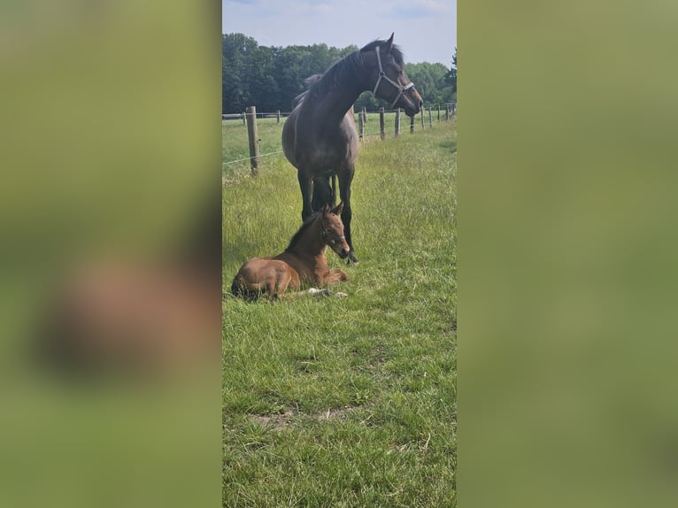 Holstein Mare 8 years 16 hh Bay-Dark in Enger