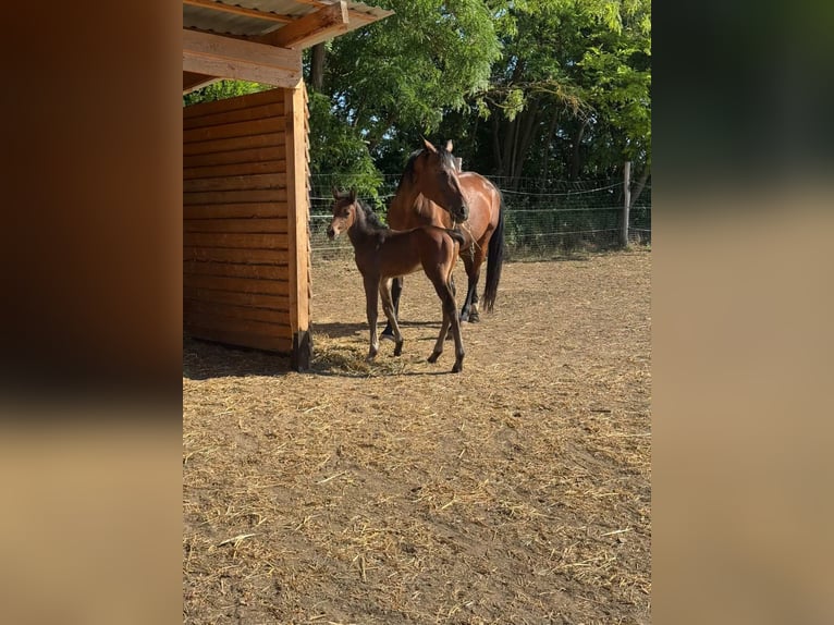Holstein Mare 8 years 16 hh Bay in Tabajd