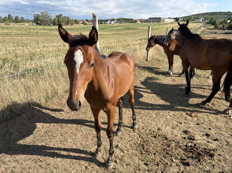 Holstein Mare 8 years 16 hh Bay in Tabajd