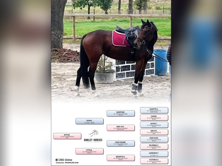 Holstein Mare 8 years 16 hh Brown in Verden (Aller)