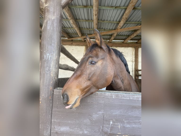 Holstein Mare 8 years 16 hh Brown in Hessisch Lichtenau