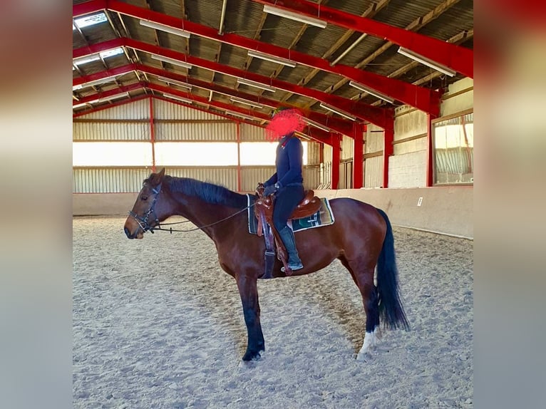 Holstein Mare 8 years 16 hh Brown in Hessisch Lichtenau