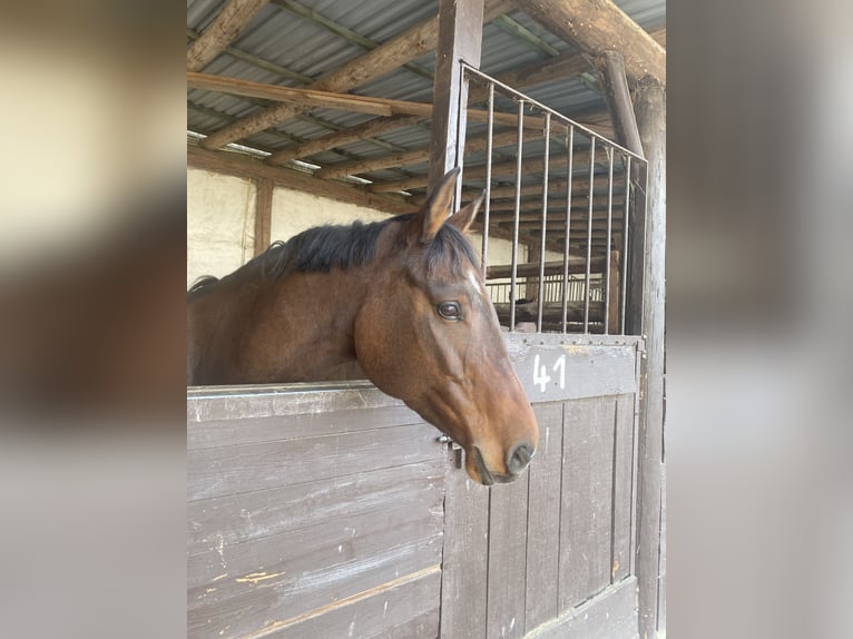 Holstein Mare 8 years 16 hh Brown in Hessisch Lichtenau