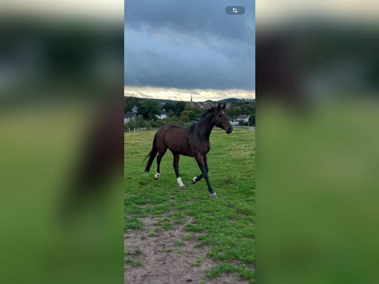 Holstein Mare 8 years 16 hh Brown in Hessisch Lichtenau