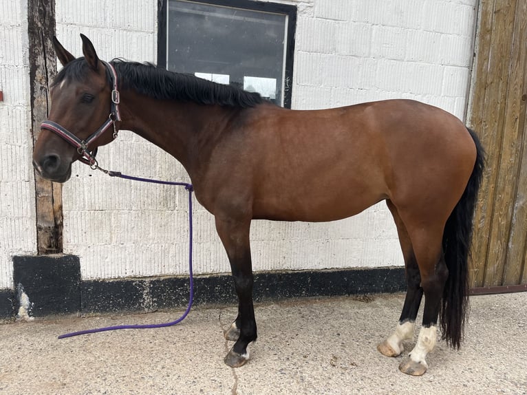 Holstein Mare 8 years 16 hh Brown in Hessisch Lichtenau