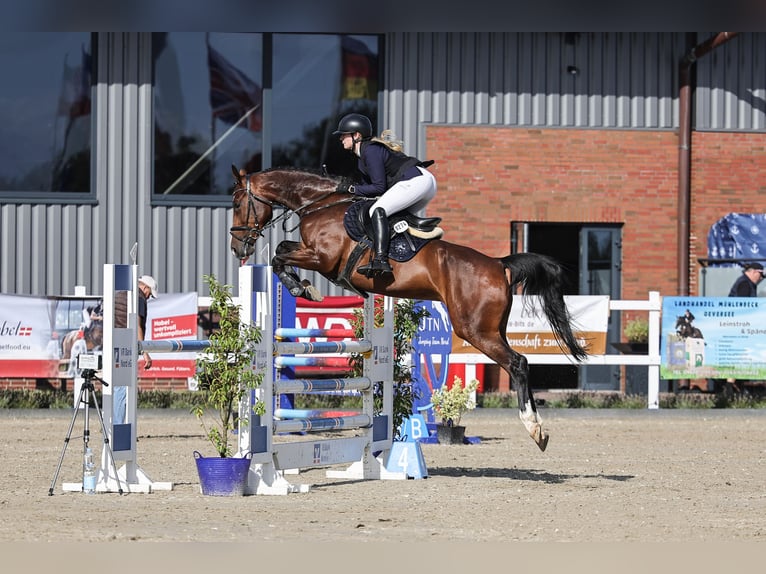 Holstein Mare 8 years 16 hh Brown in Schwesing