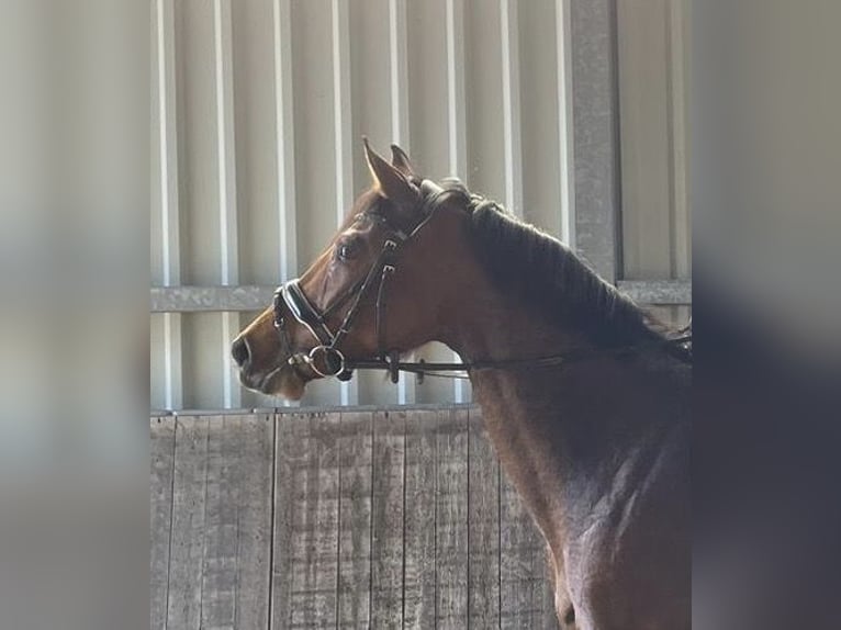 Holstein Mare 8 years 16 hh Brown in Kevelaer