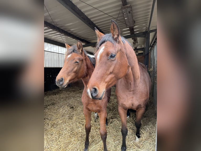 Holstein Mare 8 years 16 hh Brown in Sch&#xF6;nhorst