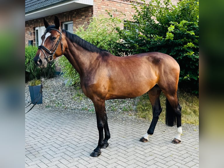 Holstein Mare 8 years 16 hh Brown in Negernb&#xF6;tel