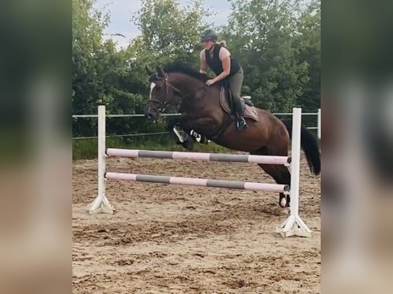 Holstein Mare 8 years 16 hh Brown in Negernb&#xF6;tel