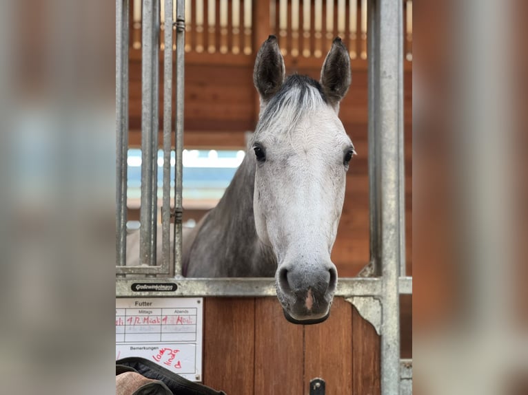 Holstein Mare 8 years 16 hh Gray-Dapple in Heilbronn